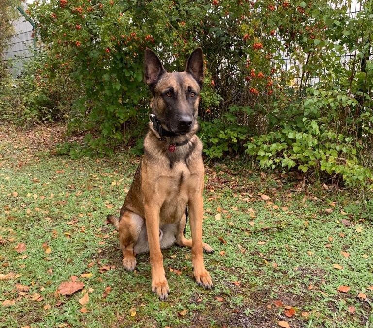 HZA-K: Zollspürhund Joep landet Volltreffer am Flughafen Köln